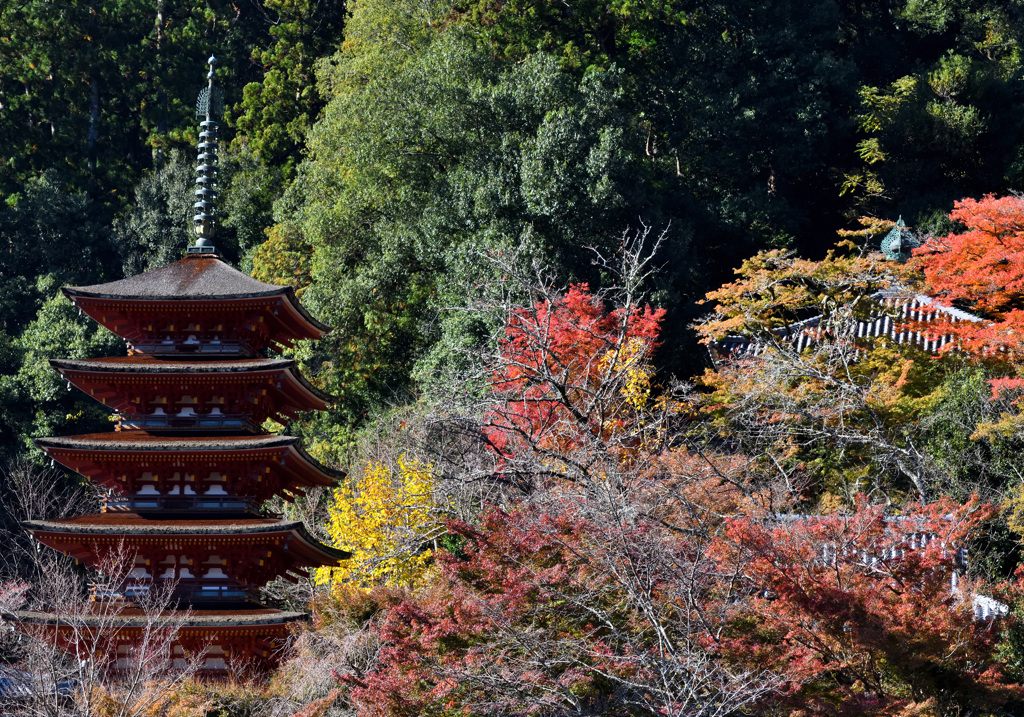 晩秋の長谷寺