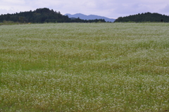 一面の蕎麦畑