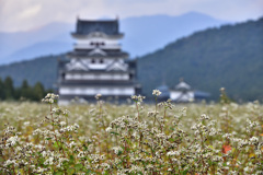 蕎麦畑の勝山城
