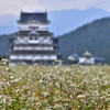 蕎麦畑の勝山城