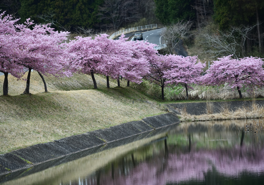 大妻池の河津桜①