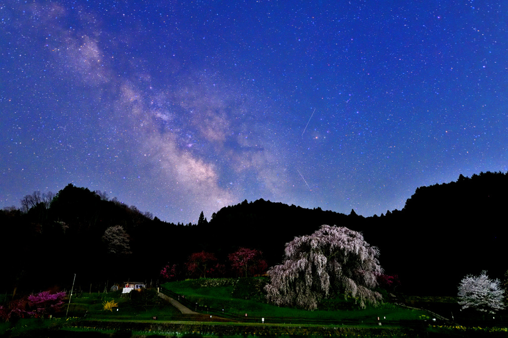 星空と又兵衛桜2023