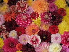 初秋の花手水 初秋の花手水