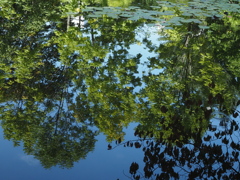 道庁赤レンガ庁舎の池