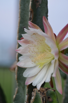 柱サボテンの花