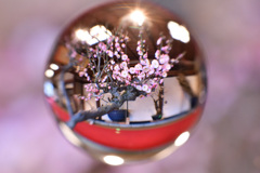 長浜盆梅展②　盆梅玉