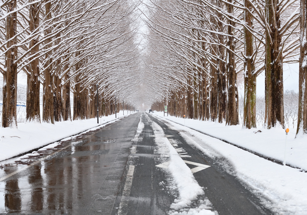 雪降る冬のメタセコイア並木