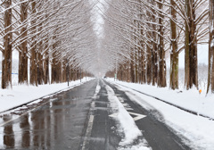 雪降る冬のメタセコイア並木