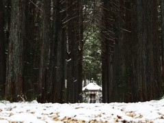 巨木の奥に控える御堂