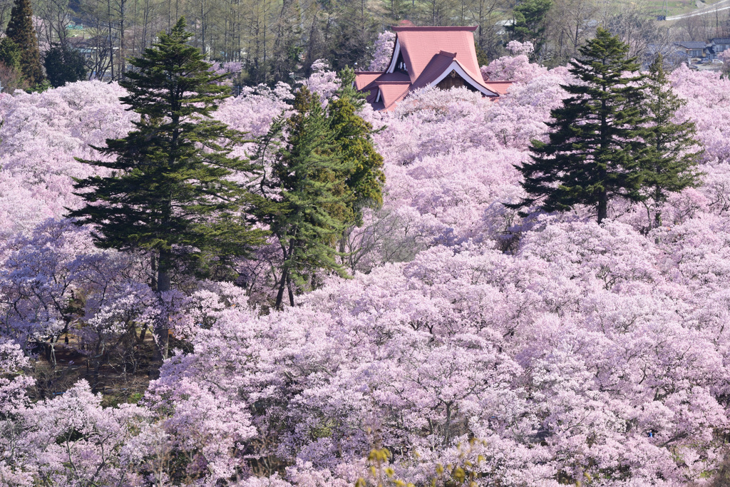 桜の絨毯