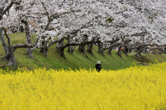 藤原宮跡の春