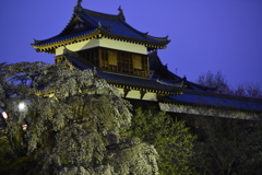 大和郡山城の夜桜