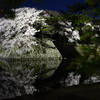 ライトアップこぼれ桜
