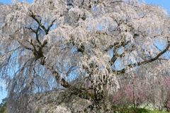 桜の噴水