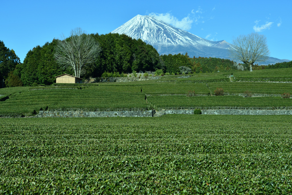 静岡遠征～冬の茶畑～