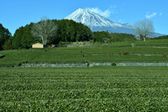 静岡遠征～冬の茶畑～