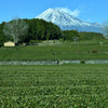 静岡遠征～冬の茶畑～