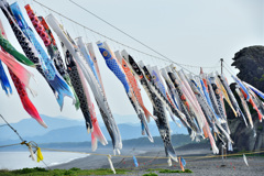 大漁の鯉のぼり