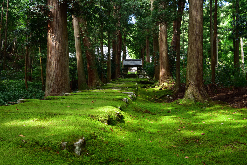 苔むす参道