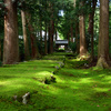 苔むす参道