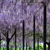 藤天井