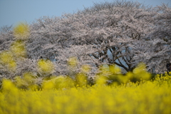 春の定番　菜の花と桜　藤原宮