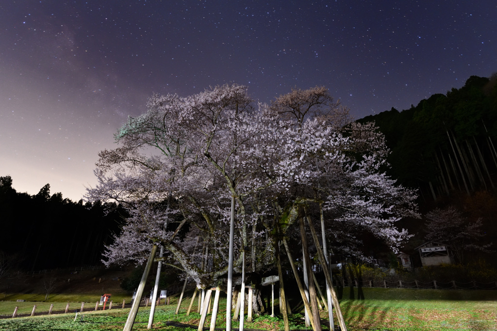 夜の淡墨桜