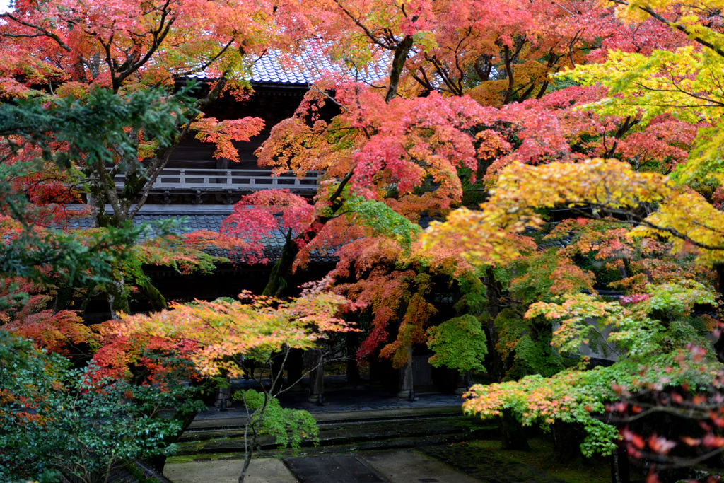 山門と紅葉　裏