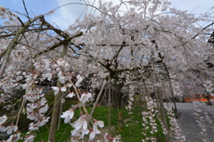 毘沙門堂の桜　