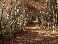 トトロのトンネル