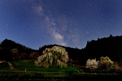 星と桜のコラボ