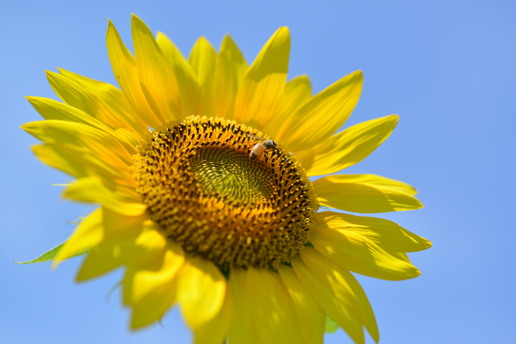 太陽の花