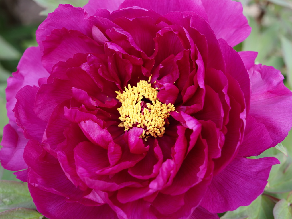 庭の牡丹の花①