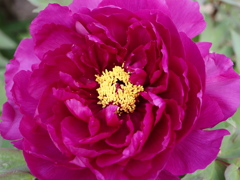 庭の牡丹の花①