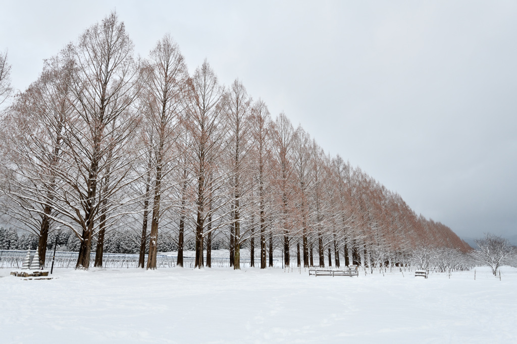 冬のマキノピックランド