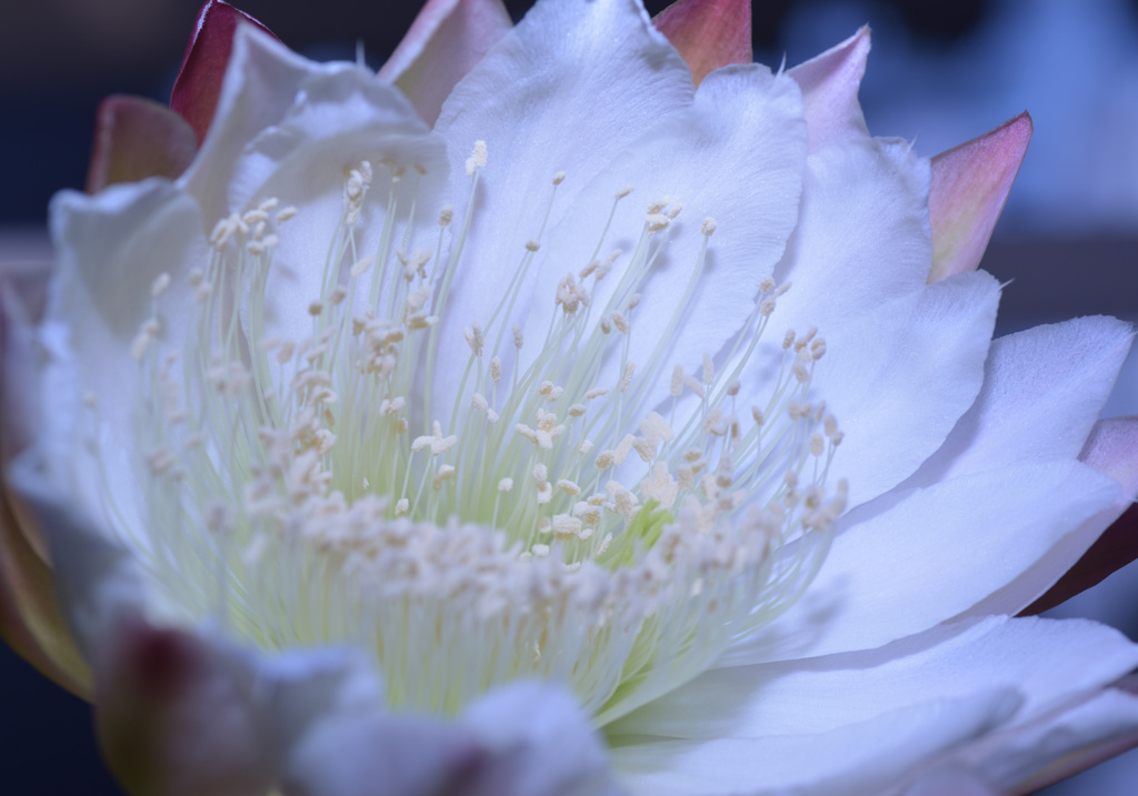 サボテンの花