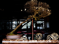 長浜盆梅展