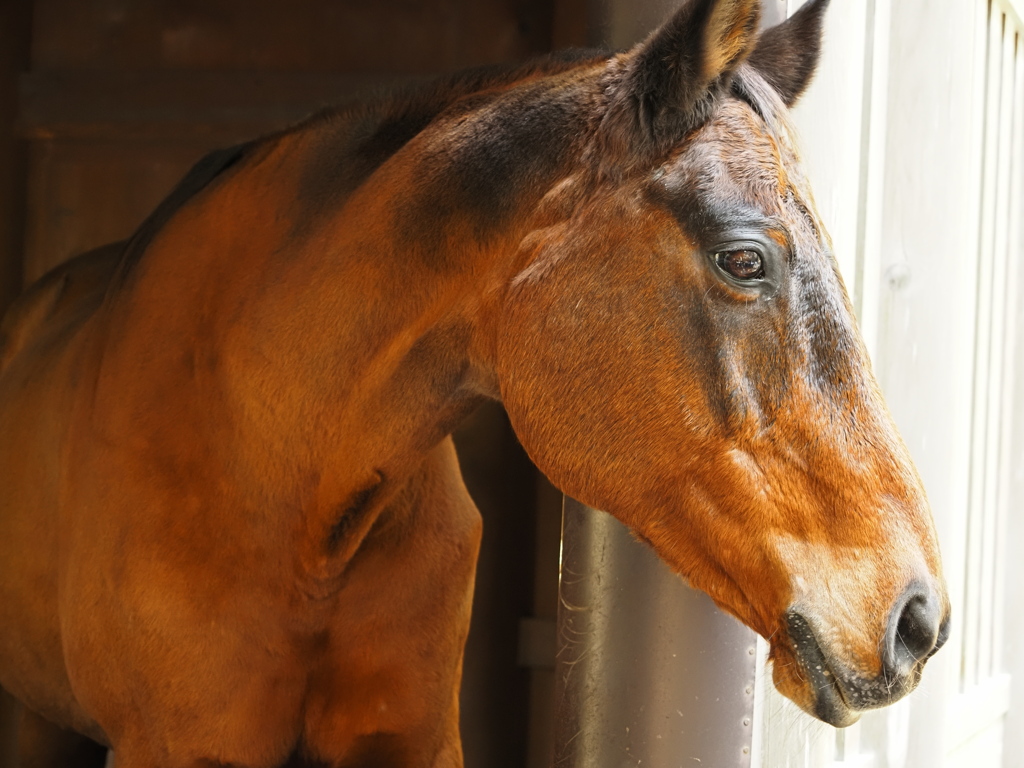 ゆるポタ㉖　神馬「草新号」