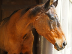 ゆるポタ㉖　神馬「草新号」