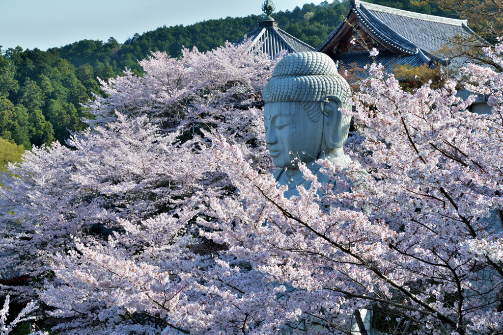 大仏と桜の木があるお寺