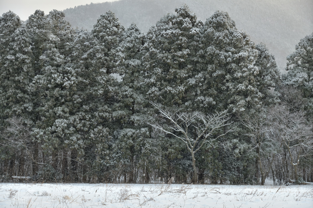 雪の森