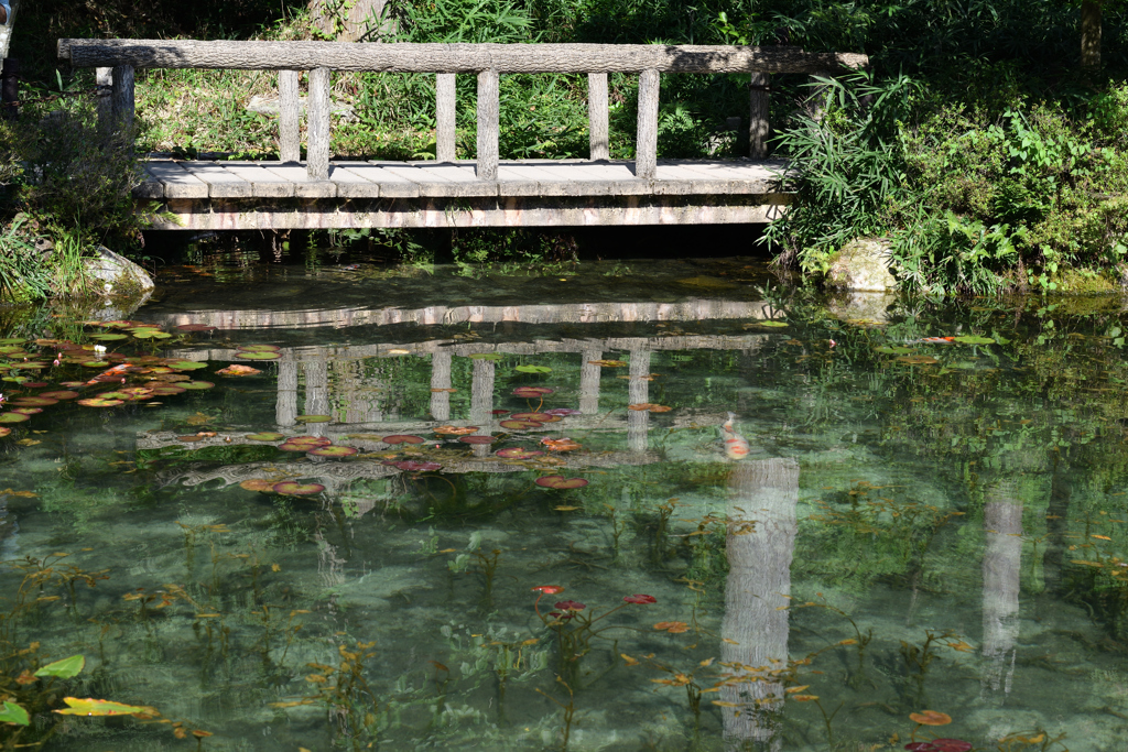 モネの池②