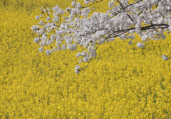 春の花二つ