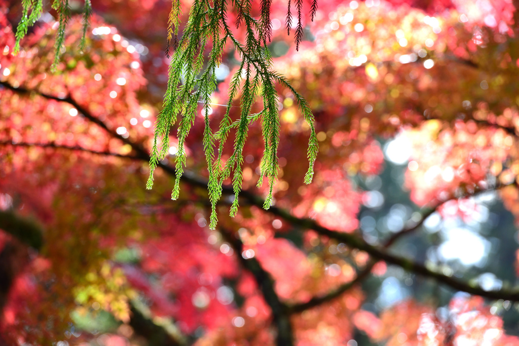 紅葉しない木