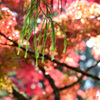 紅葉しない木