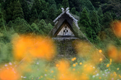 秋桜に包まれた茅葺きの屋根