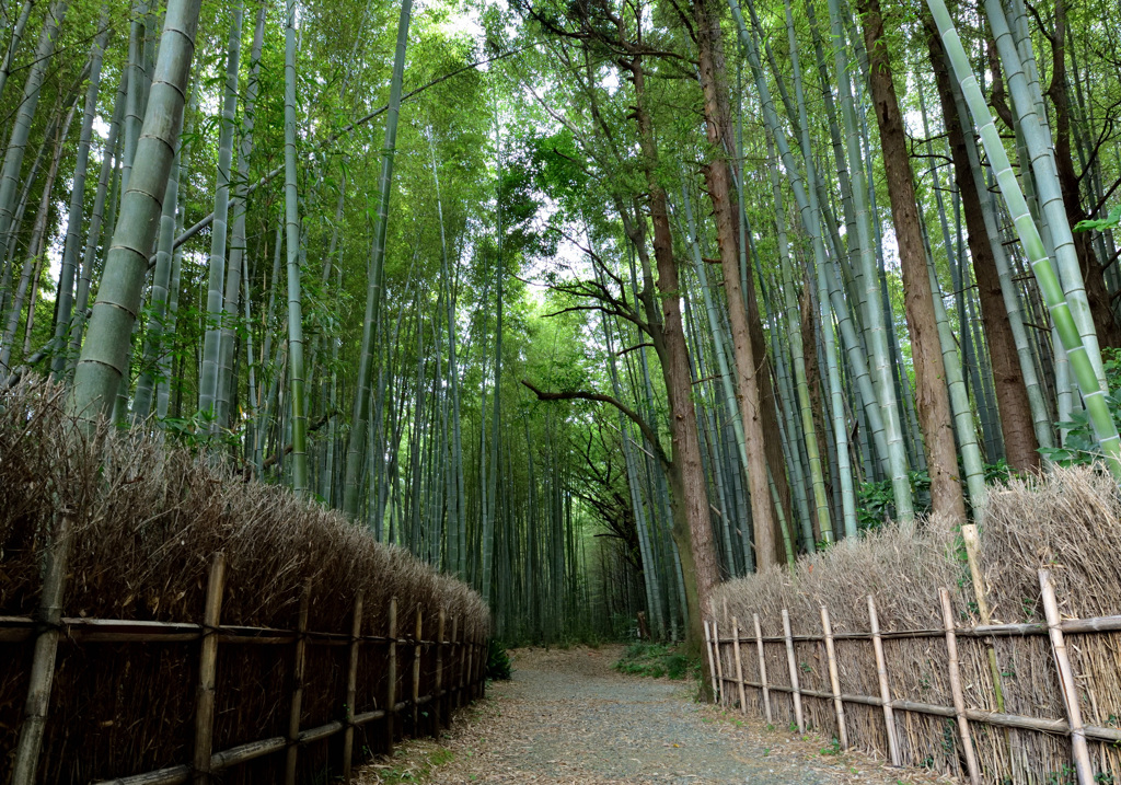 竹林街道