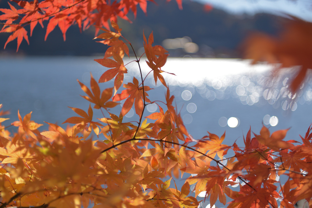 河口湖　紅葉