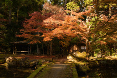 紅葉の庭園