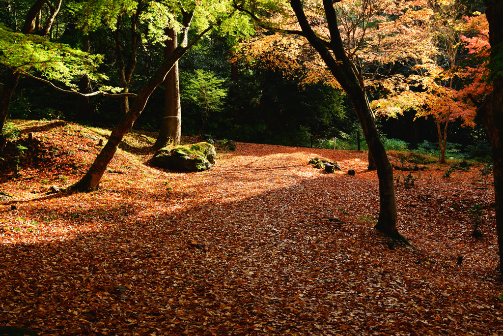 落ち葉の園